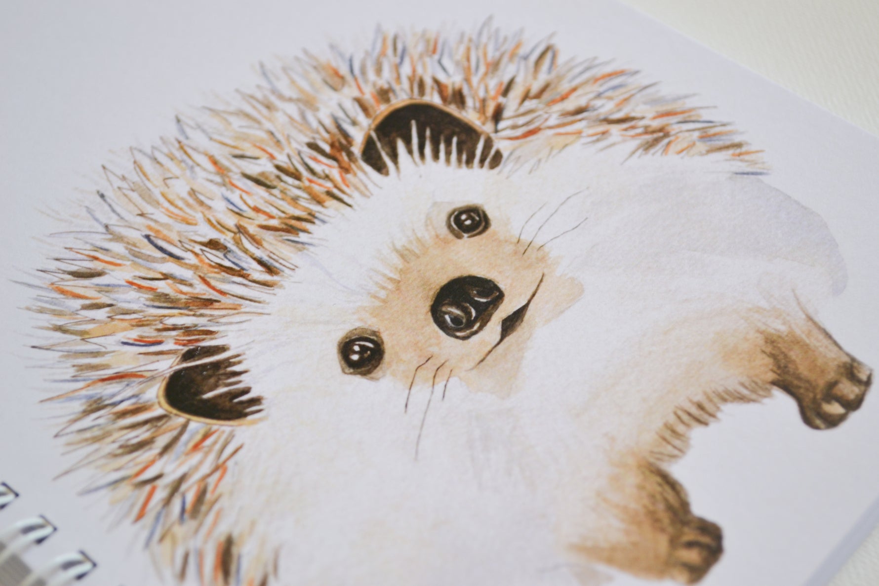 Carnet illustration aquarelle Hérisson- Les aquarelles de Marlene – Les ...