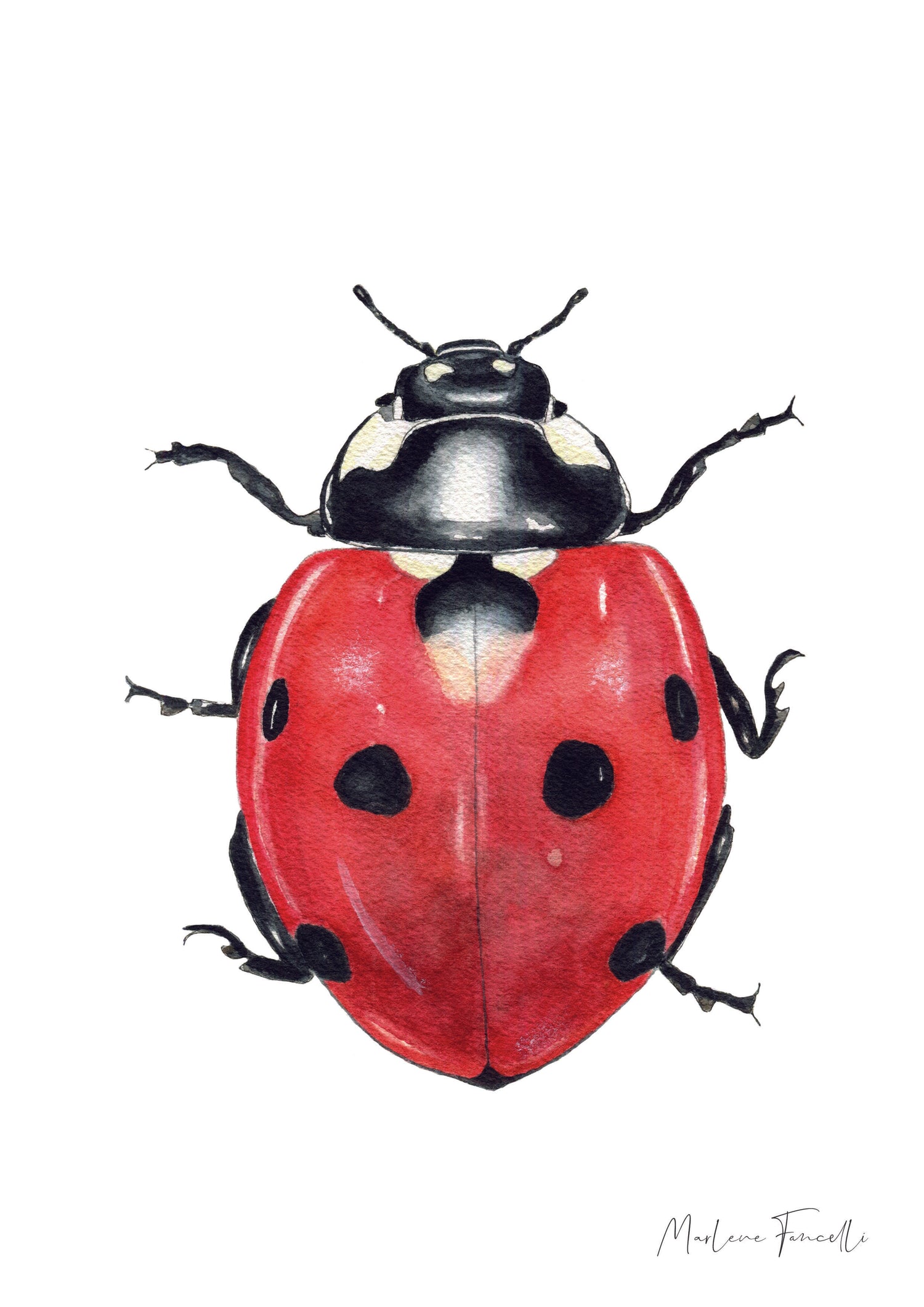 Cadre avec affiche aquarelle Coccinelle image 1