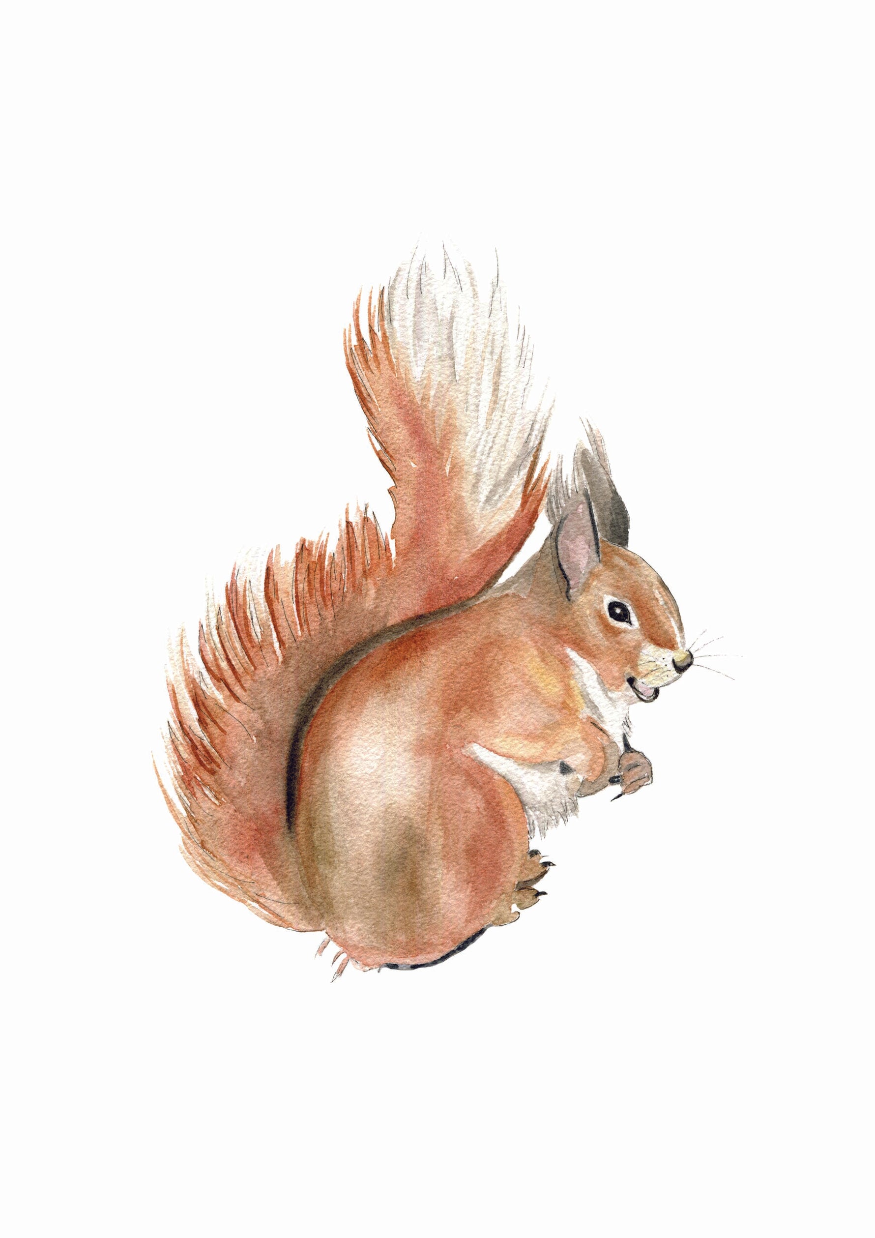 Cadre avec affiche aquarelle écureuil pour décorer une chambre enfant dans le thème de la forêt.