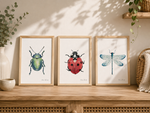 Affiche insecte scarabée, coccinelle, libellule pour décoration chambre enfant