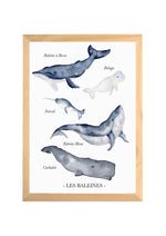 Affiche baleines aquarelle pour chambre bébé présentant plusieurs espèces de baleines dans un style doux et éducatif.