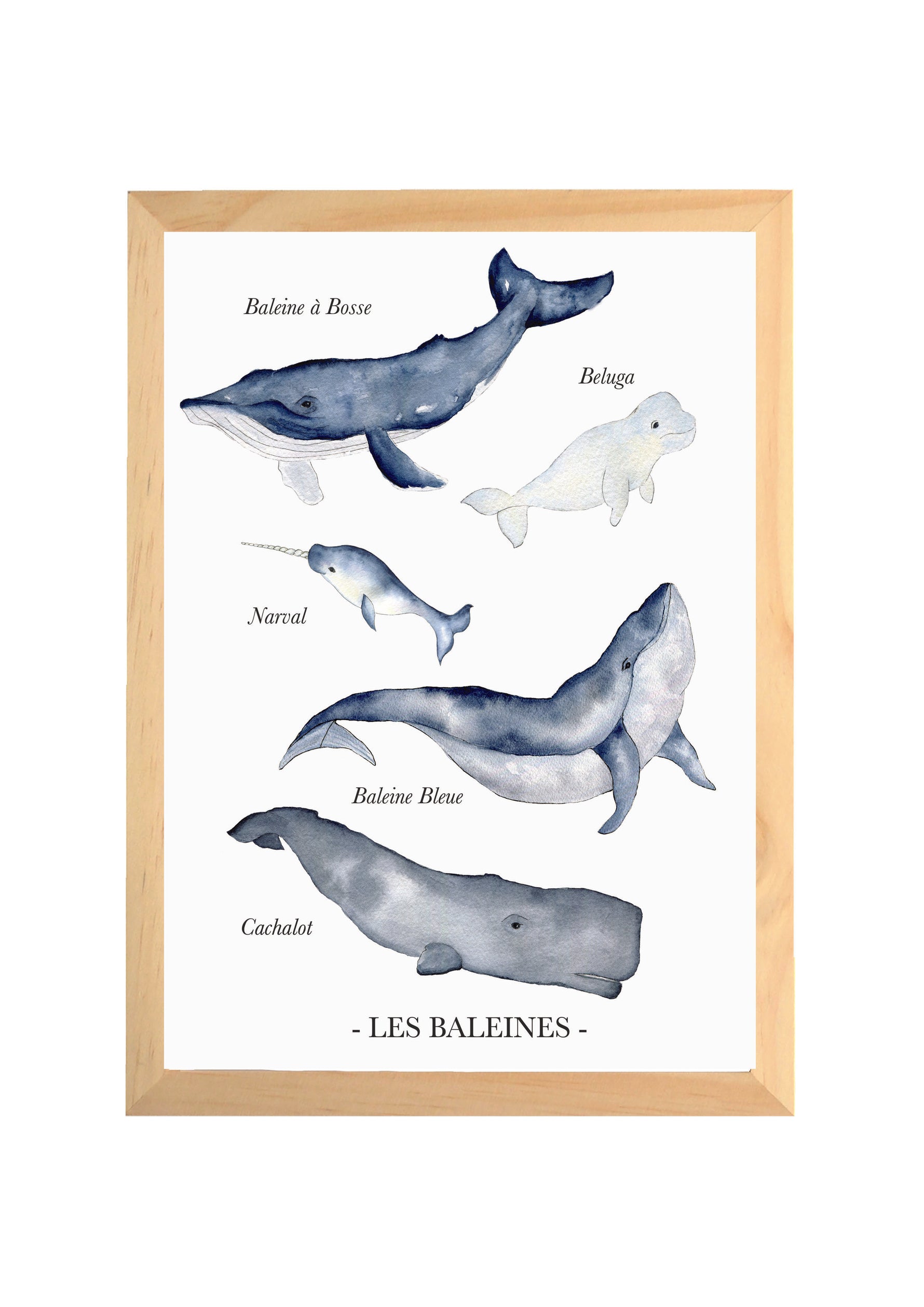 Affiche baleines aquarelle pour chambre bébé présentant plusieurs espèces de baleines dans un style doux et éducatif.