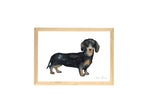 Affiche teckel aquarelle encadrée, portrait chien marron et noir décoration murale