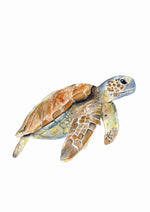 Cadre affiche aquarelle Tortue de Mer Sam image 3