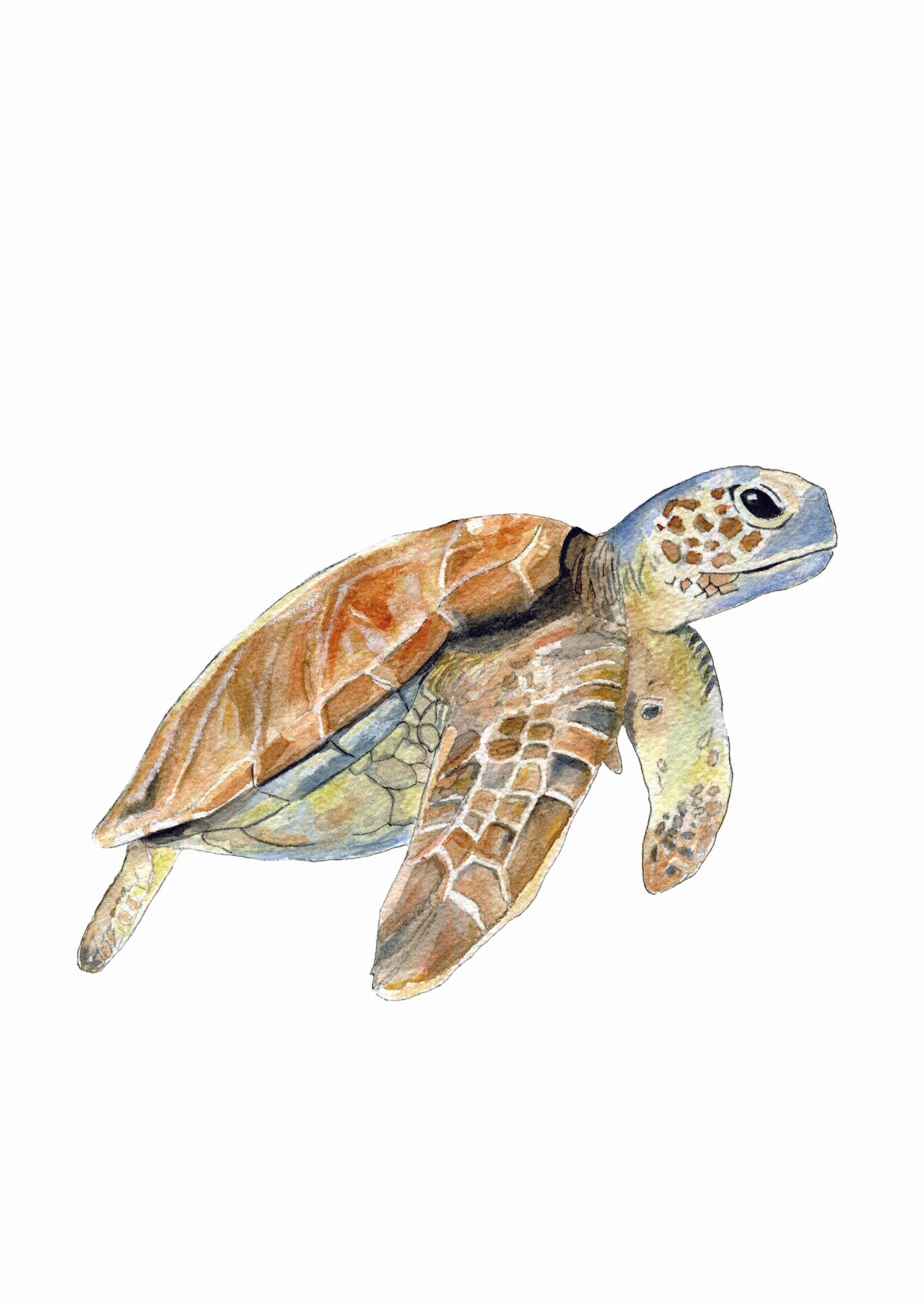 Cadre affiche aquarelle Tortue de Mer Sam image 3