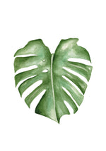Cadre affiche aquarelle Feuille Monstera image 2
