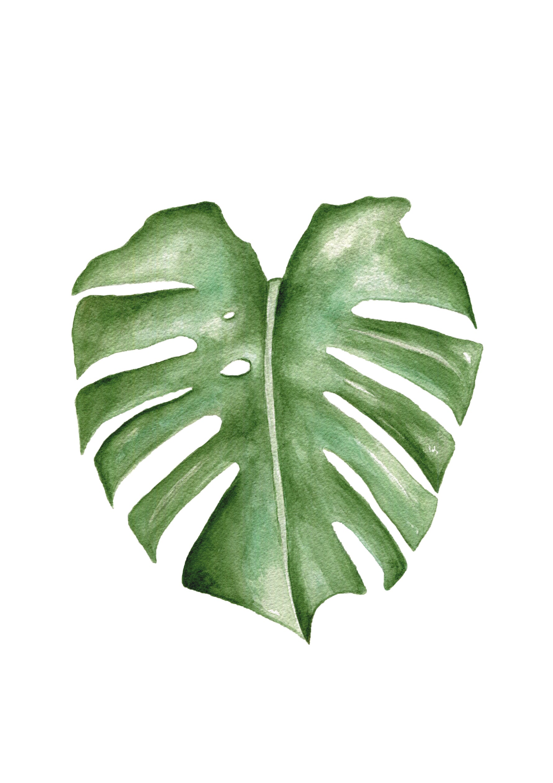 Cadre affiche aquarelle Feuille Monstera image 2