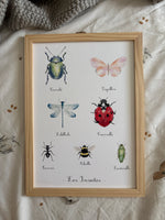 Affiche éducative sur les insectes peinte à l'aquarelle pour éveiller la curiosité des enfants