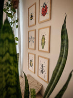 Cadre avec affiche aquarelle insectes créant un cabinet de curiosité