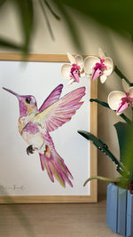 poster colibri rose illustration aquarelle enfant