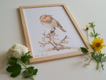 poster rouge-gorge animaux forêt aquarelle