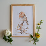 poster rouge-gorge illustration forêt enfant